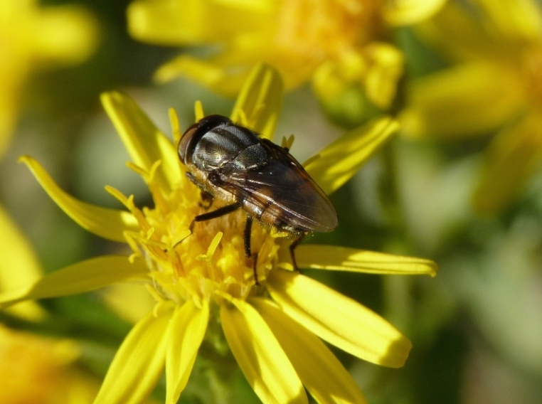 Stomorhina lunata M  (Calliphoridae)